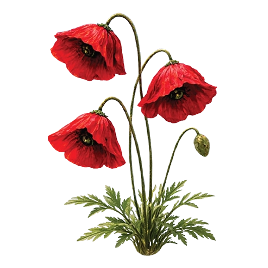 Forever Collection Red Poppies Design