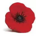 Material Poppy Badge On Card
